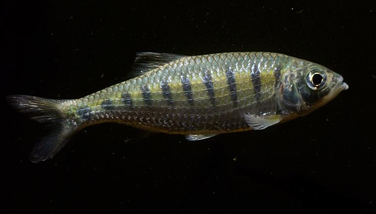 Specimen collected from the Sankosh River close to Ghoramari, Jalpaiguri district, West Bengal state, northern India.