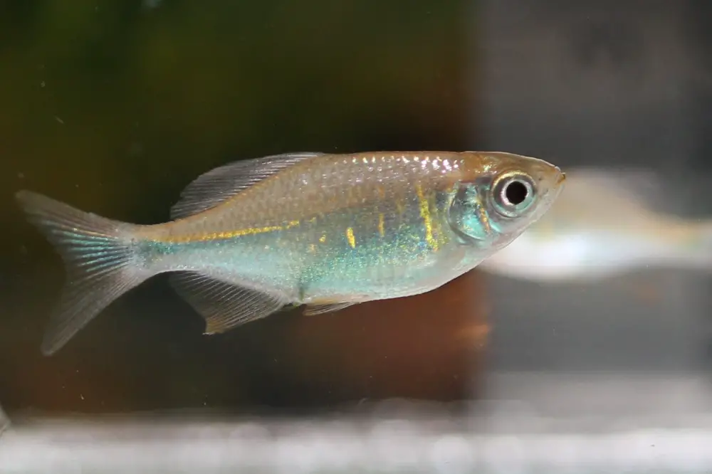 mini-Putao-Danio-2.jpg