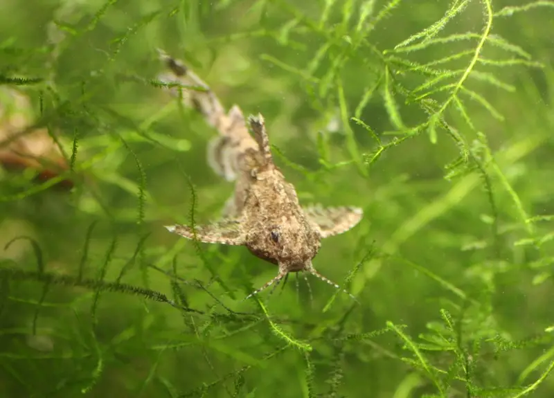 Tan-Catfish.png