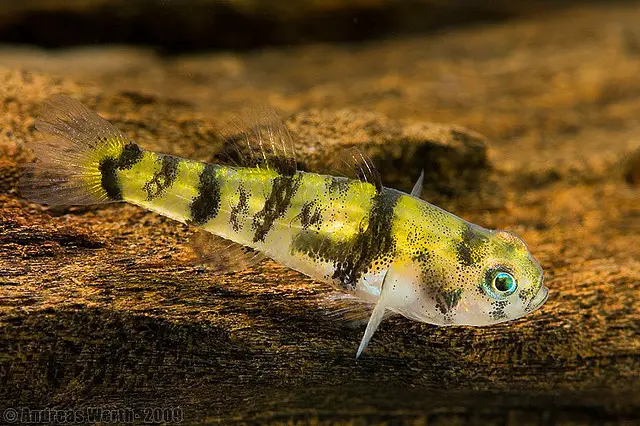Brachygobius-sp..jpg