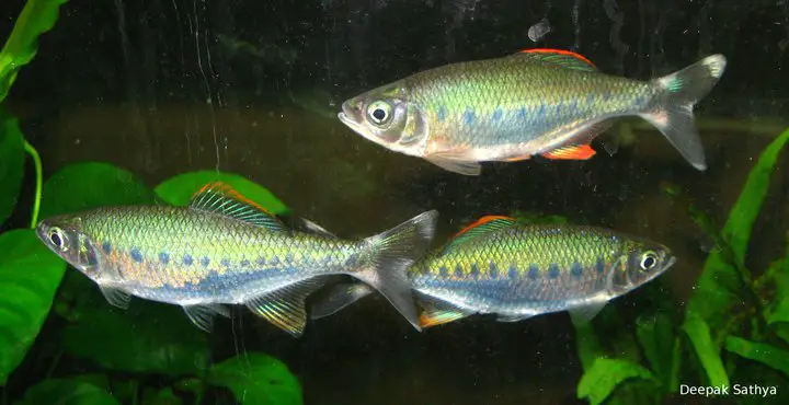 Barilius-bakeri-orange-fins-Deepak-Sathya.jpg Barilius-bakeri-orange-fins-Deepak-Sathya.jpg