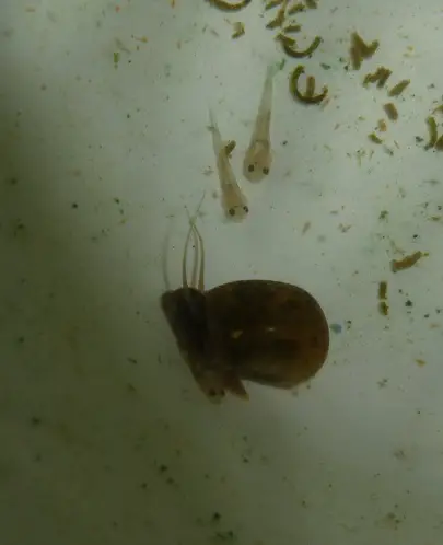 tinyfry3wks.jpg tinyfry3wks.jpg