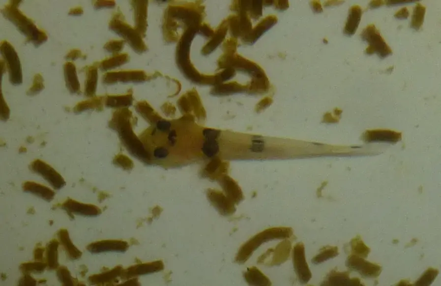 tinyfry4wks1.jpg tinyfry4wks1.jpg