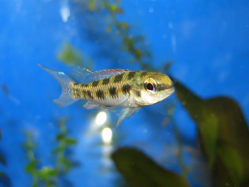 Topic Crenicara filamentosa — Seriously Fish