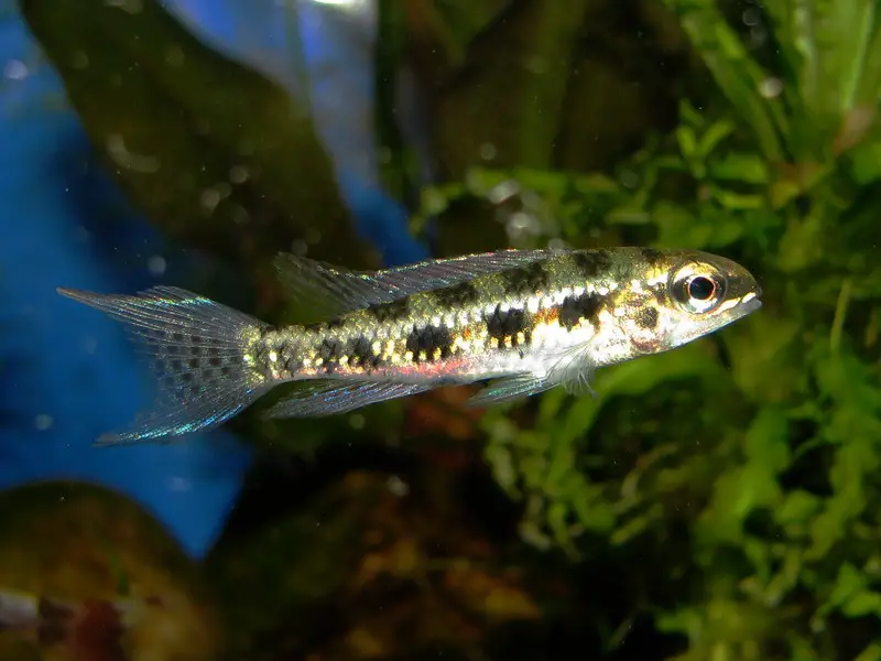 Topic Crenicara filamentosa — Seriously Fish