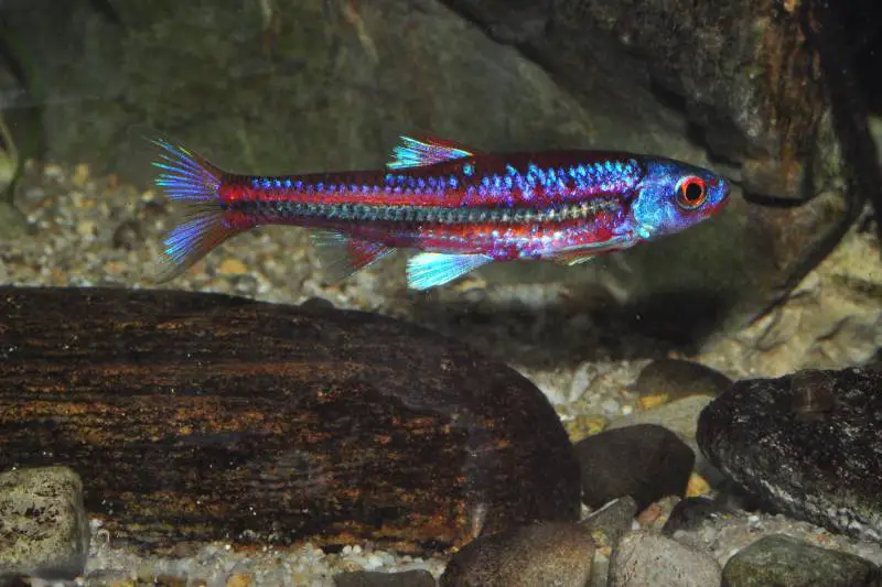 Notropis Alchetron, The Free Social Encyclopedia