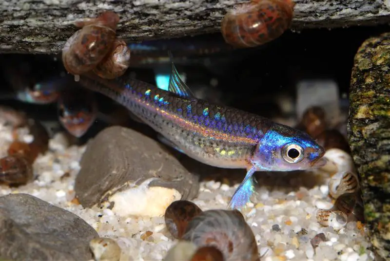 Topic Notropis chrosomus — Seriously Fish