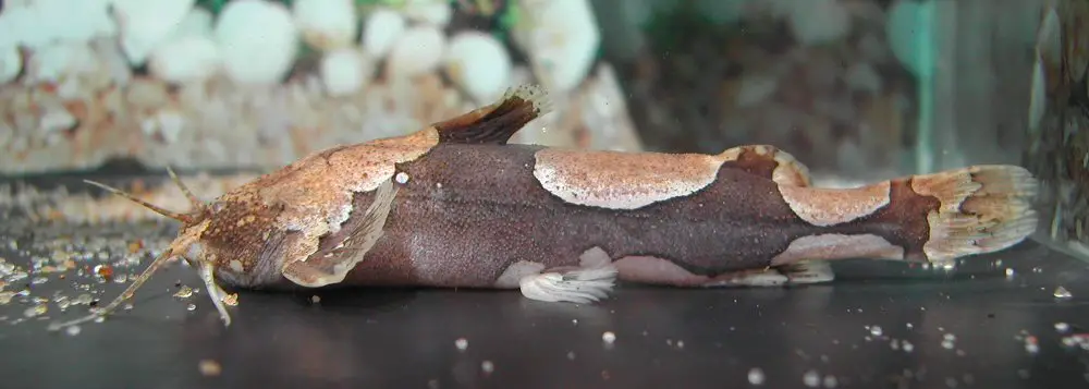 Akysis portellus — Seriously Fish