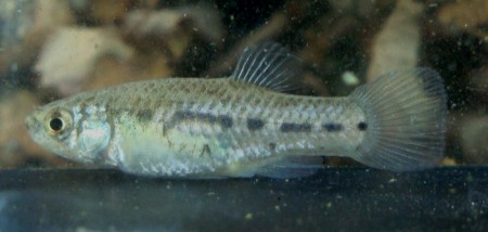 Aphanius baeticus — Seriously Fish