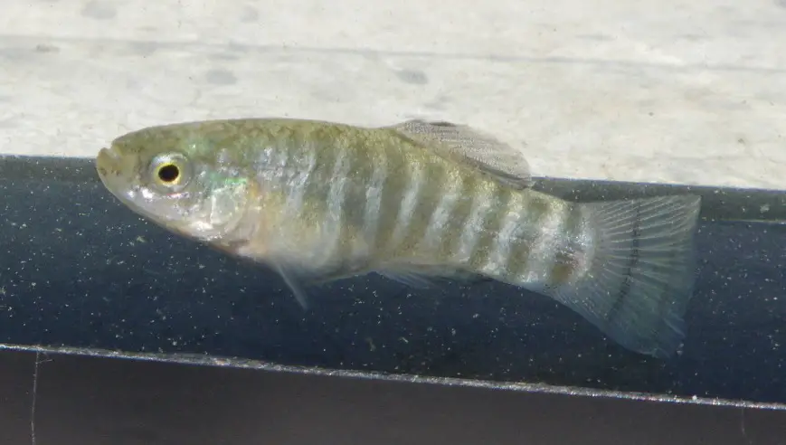 Aphanius transgrediens — Seriously Fish