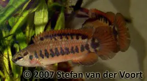 Stefan van der Voort