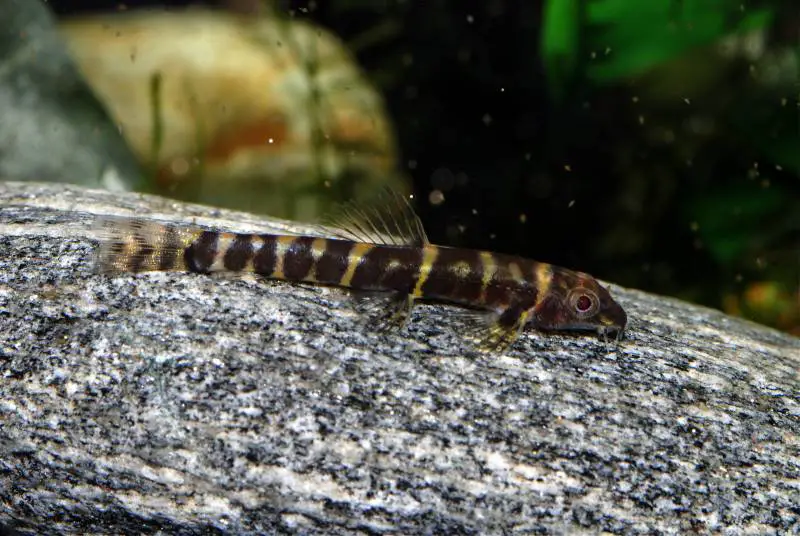 Barbucca diabolica — Seriously Fish