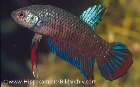 Hippocampus-Bildarchiv