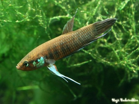 Betta krataios — Seriously Fish