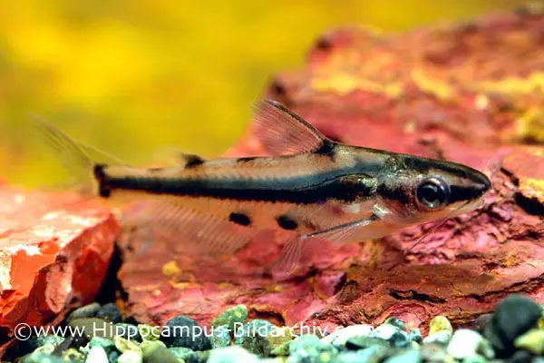 Картинка с форума