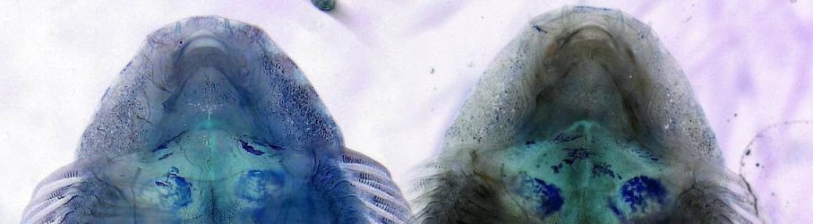 Hypergastromyzon humilis 네이버 블로그