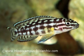 Hippocampus-Bildarchiv