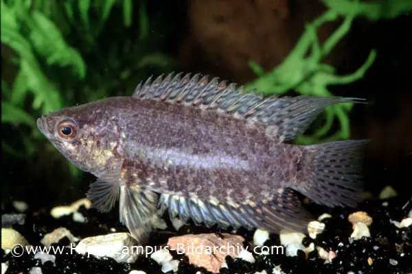 Microctenopoma fasciolatum (Banded ctenopoma) — Seriously Fish
