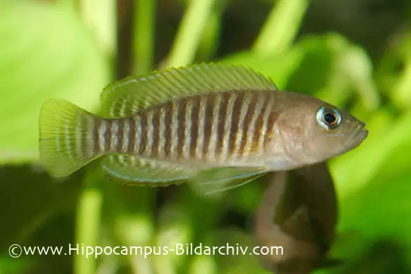 Neolamprologus-multifasciatus-ft-A48259-