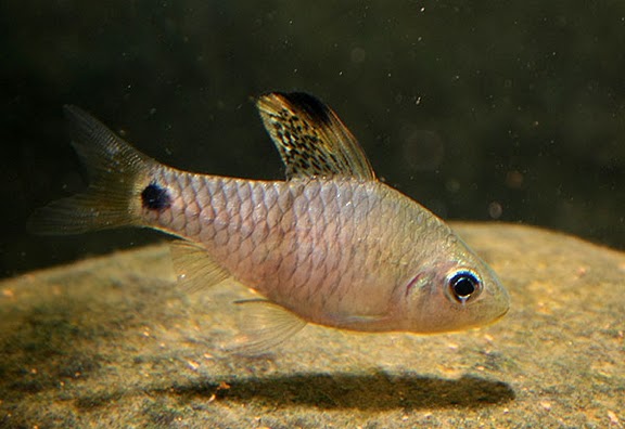 Drape Fin Barb