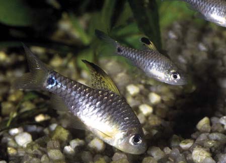 Drape Fin Barb