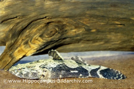 Hippocampus-Bildarchiv