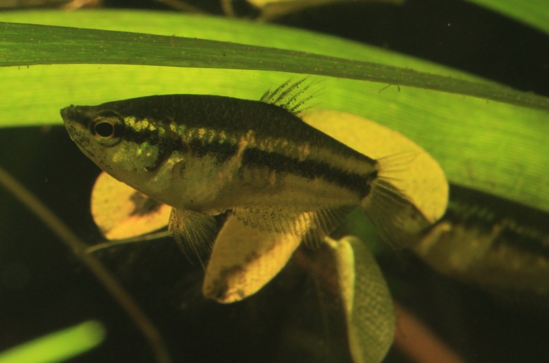 [Obrazek: Paraspherichthys-lineatus-female-Colin-1.jpg]