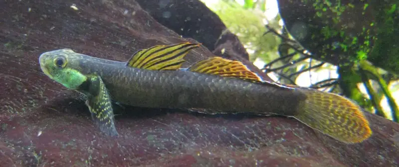 Stiphodon ornatus Rainbow Stiphodon (Stiphodon sp. ST02, Stiphodon