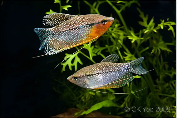 centerpiece freshwater fish