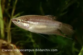 Hippocampus-Bildarchiv