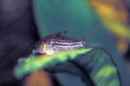 Corydoras sodalis (False Network Cory) — Seriously Fish