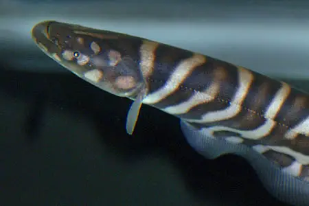 Zebra Knifefish