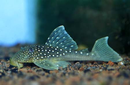 Hemiancistrus sp. (Blue Phantom Plec, L128) — Seriously Fish