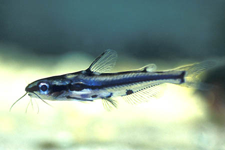 Hyalobagrus flavus (Shadow Catfish) — Seriously Fish