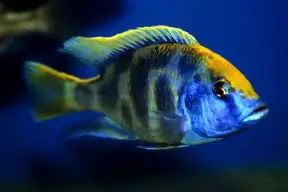Evaluating the real maintenance and upkeep cost of an African Cichlid Aquarium