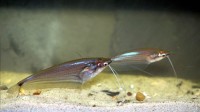 Ompok eugeneiatus (Borneo Glass Catfish) — Seriously Fish