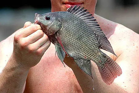 Oreochromis niloticus niloticus (Nile Tilapia) — Seriously Fish