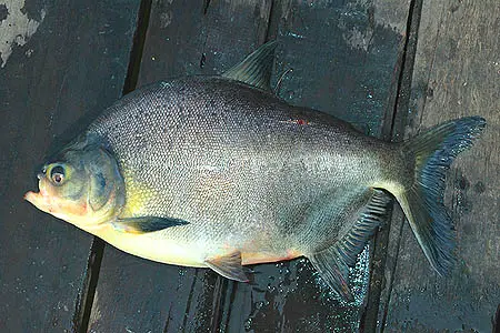 Piaractus brachypomus (Redbellied Pacu) — Seriously Fish