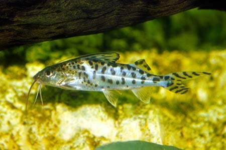 Angelicus Catfish Diet Information