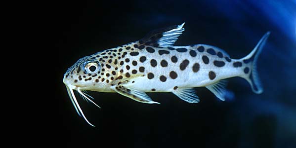 synodontis multipunctata cuckoo synodontis seriously fish reproduction lighting