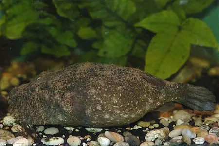 Hairy puffer fish pic 24