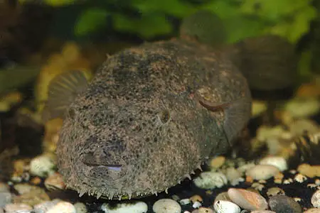 Hairy puffer fish pic 951