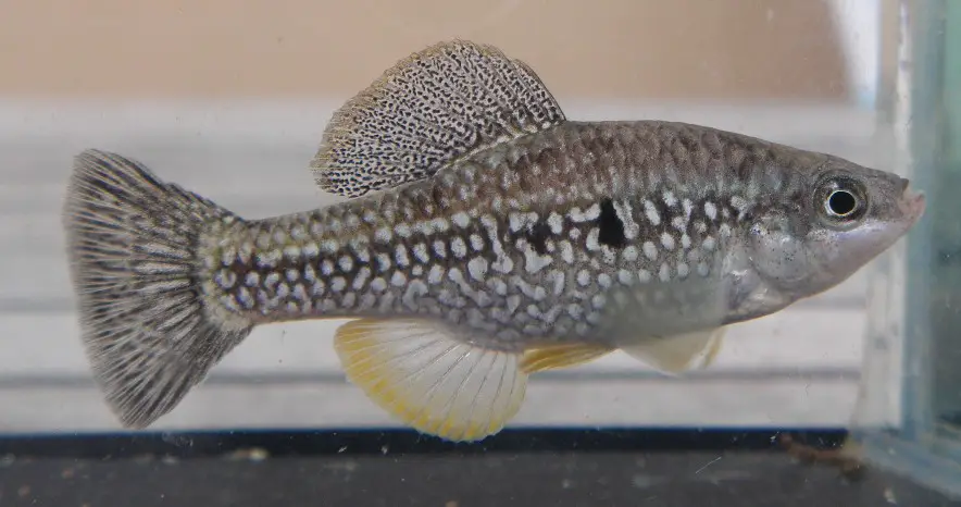 Cualac tessellatus Checkered Pupfish — Seriously Fish