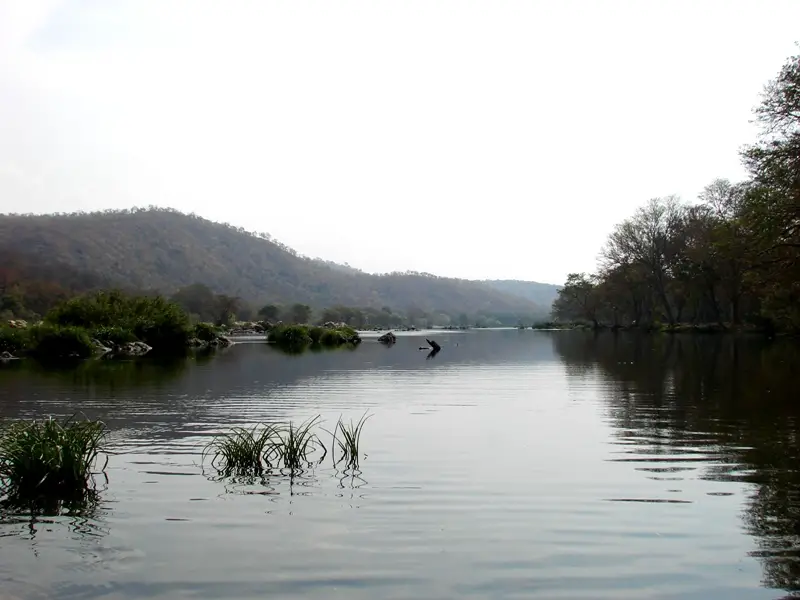 [Imagen: Cauvery-River-Muthati-Puntius-mahecola-O...-Nayak.jpg]