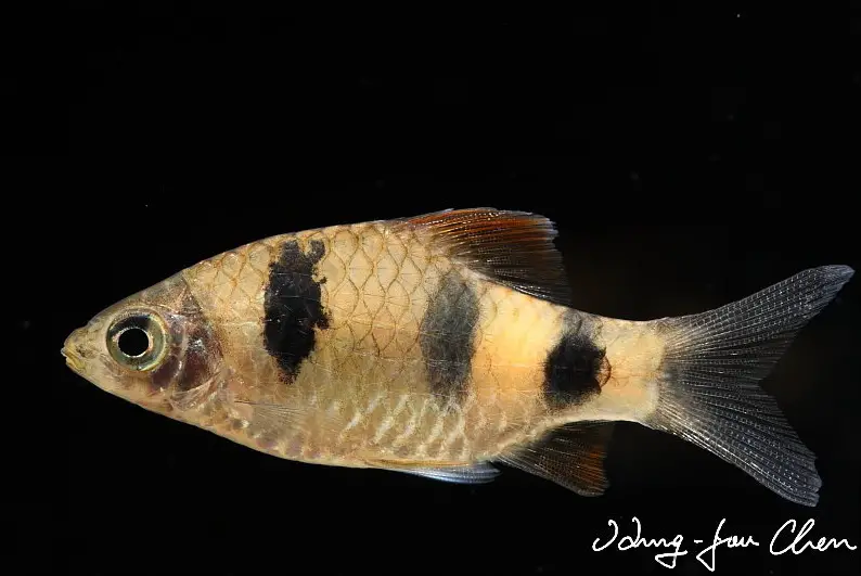Pethia setnai Narayan Barb (Puntius setnai, Puntius narayani