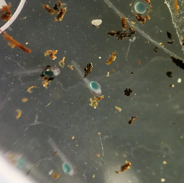 Akysis maculipinnis — Seriously Fish