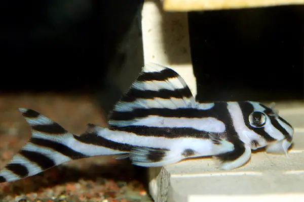 Hypancistrus zebra dam article 1