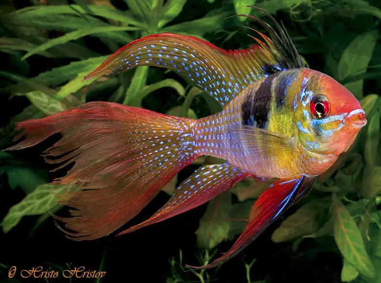 http://www.seriouslyfish.com/wp-content/uploads/2013/02/Microgeophagus-Ramirezi-male.jpg
