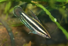 Aquarium Glaser, июнь Parosphromenus-opallios-male-LI-288x194