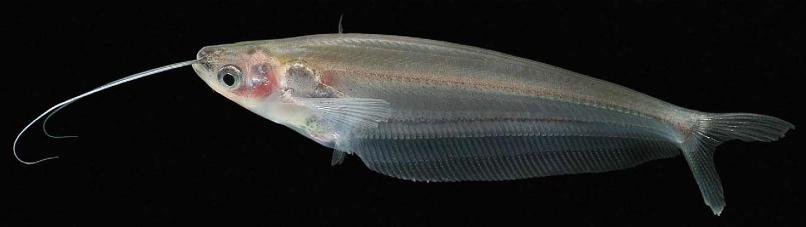 Kryptopterus bicirrhis (Silurus bicirrhis, Cryptopterus amboinensis